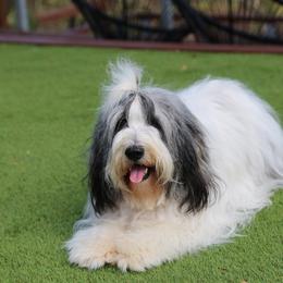 Polish Lowland Sheepdog All Grown Up from Ponavie PONs