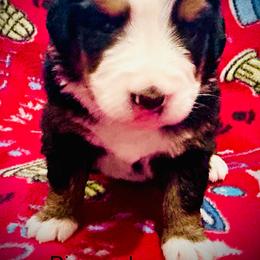 Diamond OFA - Black rust and white female Bernese Mountain Dog puppy in Strasburg, Ohio from Lois Allison