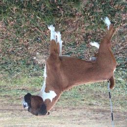 Carter - Boxer