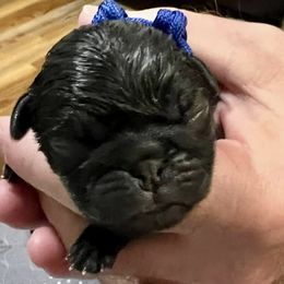 Boy 2 - Pug puppy from Sunshine Pugs