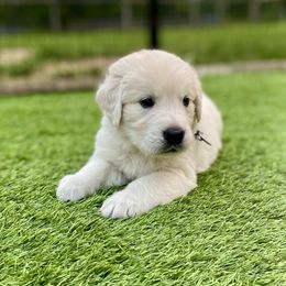 Ghost - Light golden male Golden Retriever puppy in Charles City, Virginia from Sweeter Than Honey Golden Retrievers, LLC.