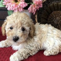 Poodles from Puddle Poodles