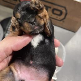 Yorkshire Terrier Puppies from K’s Yorkies