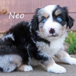 Neo - Blue merle male Toy Australian Shepherd puppy in Godley, Texas from Flying H Toy and Mini Aussies