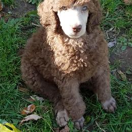 Poodle Puppies from RK'S Pets