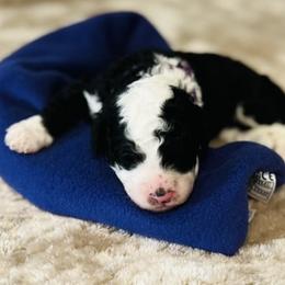 Raina- Female Reservation 2 - Black and white female Sheepadoodle puppy in Spokane, Washington from Downriver Doodles