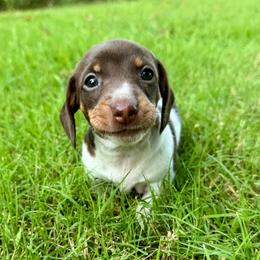 Honey AKC FULL - Piebald female Dachshund puppy in Gentry, Arkansas from Sweet As Pie Doxies