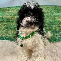 Miles - Parti male Poodle puppy in Lancaster, Missouri from Cavapoo Acres