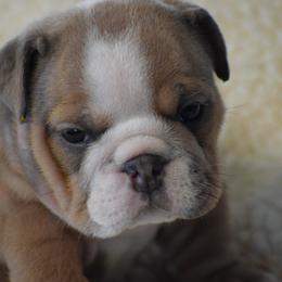 Homer - Fawn and white male Bulldog puppy in Bradleyville, Missouri from HurstBulldogs