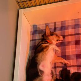 Pembroke Welsh Corgi Puppies from Twisted Little Corgis