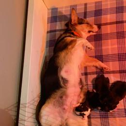 Pembroke Welsh Corgi Puppies from Twisted Little Corgis