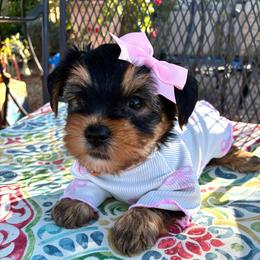 Amelia - Black and tan female Yorkshire Terrier puppy in Yuma, Arizona from Yuma Yorkie