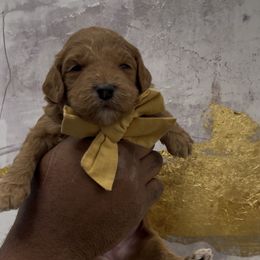 Poundcake - Red  female Goldendoodle puppy in Richmond, Texas from Harper’s Heartbeats