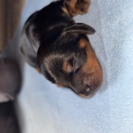 Boy 1 - Black and tan male Dachshund puppy in Bardstown, Kentucky from A & J Doxies