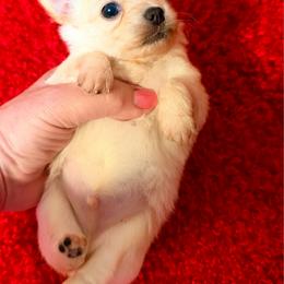 Tito - Cream male Chihuahua puppy in Allentown, Pennsylvania from Tsunami Cockers & Chihuahuas