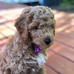 Goldendoodle Puppies from Mini Island Doodles