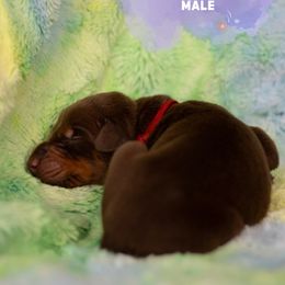 Doberman Pinscher Puppies from Rockin K Kennels