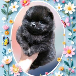 Frida - Blue female Pomeranian puppy in Santa Ana, California from Legacy Poms OC