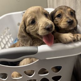 Dachshund and Pembroke Welsh Corgi Puppies from Three K Miniature Dachshunds