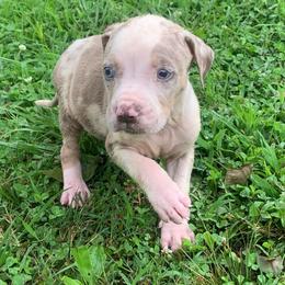 Brown collar male - Blue merle male Catahoula Leopard Dog puppy in Gadsden, Alabama from Rich Cat’s
