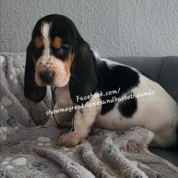 Pink collar - Black white and brown female Basset Hound puppy in Alton, Illinois from Show Me Great Danes and Basset Hounds