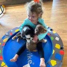 Aussiedoodle and Australian Shepherd Puppies from RoseWest Farms