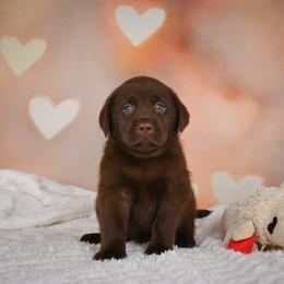 Girl 3 - Chocolate female Labrador Retriever puppy in Archer Lodge, North Carolina from Archer Lodge Labradors