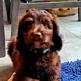 Labradoodle Puppies from 101 Labradoodles