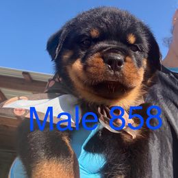 Male 858 - Black and mahogany male Rottweiler puppy in Ocala, Florida from Southeast Companion & Protection Dogs