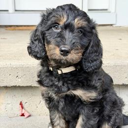 Pancake - Sable male Aussiedoodle puppy in Ellenburg Center, New York from Kristin's Puppies
