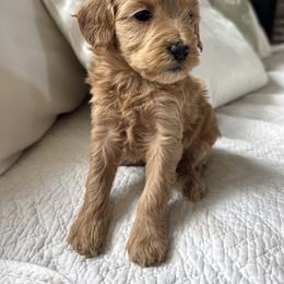 Redeemed - Lime collar girl - Red  female Goldendoodle puppy in Ruthorfordton, North Carolina from Duncan Doodles Goldendoodles