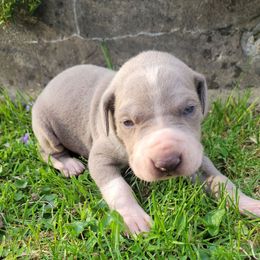 Boy 5 - Silver Great Dane puppy in Columbia Stat, Ohio from Rocky Road Chocolate Danes