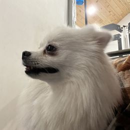 Zaidy - Pomeranian