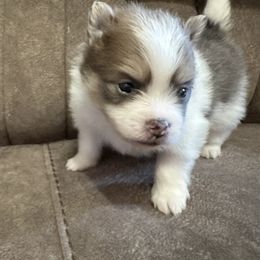 Boy 1 - Pomeranian puppy from Lisa Greenhalgh
