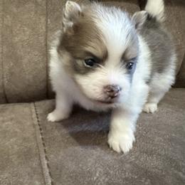Boy 1 - Pomeranian puppy from Lisa Greenhalgh