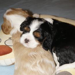 Cavalier King Charles Spaniel Puppies from London Fog Cavaliers