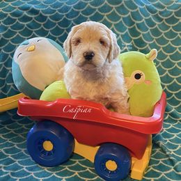 Goldendoodle Puppies from Scranton Goldendoodles