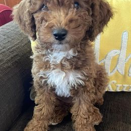 Poodles from Skye Chase Poodles