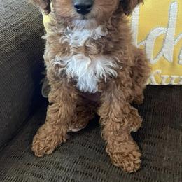 Poodles from Skye Chase Poodles