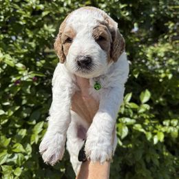 Clover - Parti Goldendoodle puppy in La Verne, California from Marshall Goldendoodles