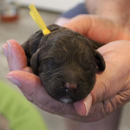 Yellow collar Cherokee - Chocolate female Australian Labradoodle puppy in Provo, Utah from EllsWORTH Labradoodles LLC