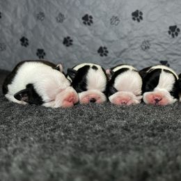 AKC to be determined - Black and white male Boston Terrier puppy in Galena, Kansas from RottNBostons