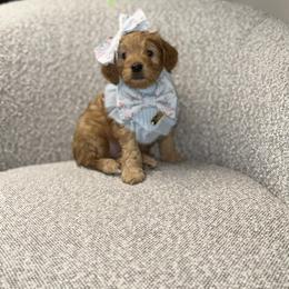 Juniper - Red  female Goldendoodle puppy in Layton, Utah from Gracious Doodle Dogs