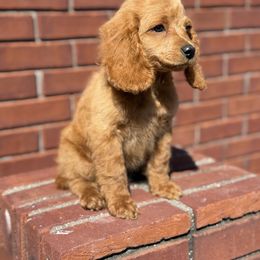 Girl 2 - Red female Cockapoo puppy in Chatom, Alabama from Troy  & Robin Bailey