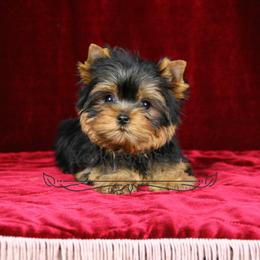 Yorkshire Terrier Puppies from Yorkies Kisses