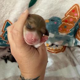 Chocolate an tan girl - Chocolate and tan female Dachshund puppy in Kelso, Washington from New Age Doxies