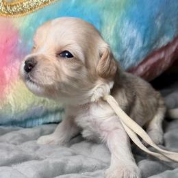 White - Champagne female Maltipoo puppy in Clarksville, Tennessee from Bee Mine Maltipoos and Pomeranians