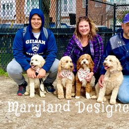 Goldendoodles from Maryland Designer Doodles