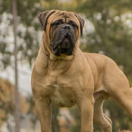 Adolph - Bullmastiff