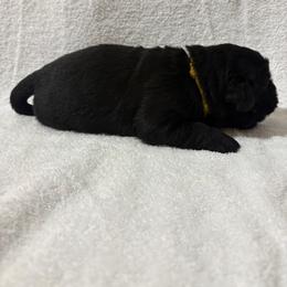 German Shepherd and Newfoundland Puppies from Tampa Bay Farm